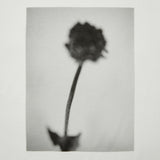 Flower Photo Back Print Tee -6.2oz premium cotton-【25T-3】